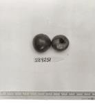 Click for 1 image(s) for this accession. FRUIT